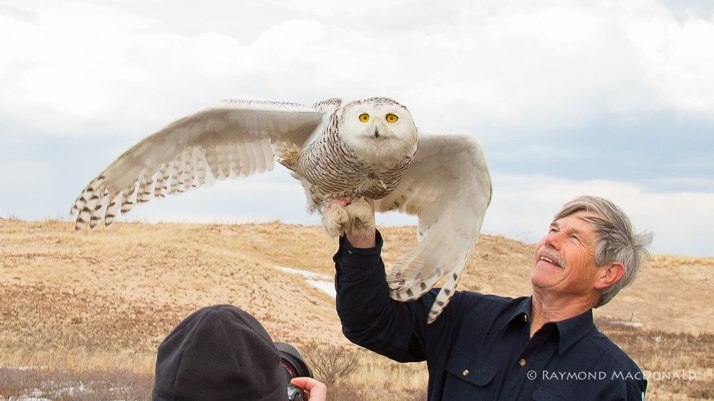 Norman Smith prepares to release Century, the 100th snowy owl he'd relocated from Logan Airport in Boston in 2013-14. (©Raymond MacDonald)