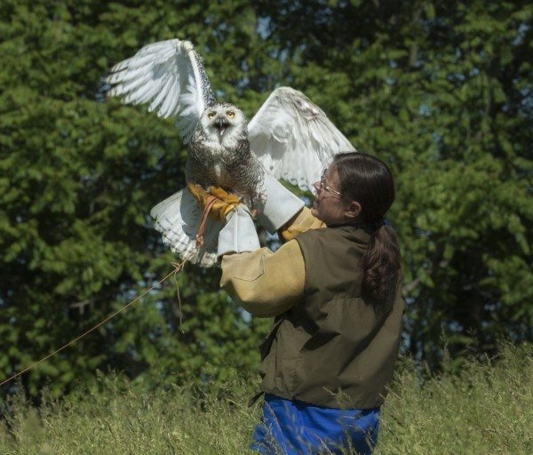 Wildlife rehabilitator Suzanne Shoemaker, of Owl Moon Raptor Center, prepares to release Delaware during flight strengthening and evaluation. Delaware is attached to a creance, a long line tethering her during training. She is gently slowed before reaching the end of the line. (© Allison Murphy)