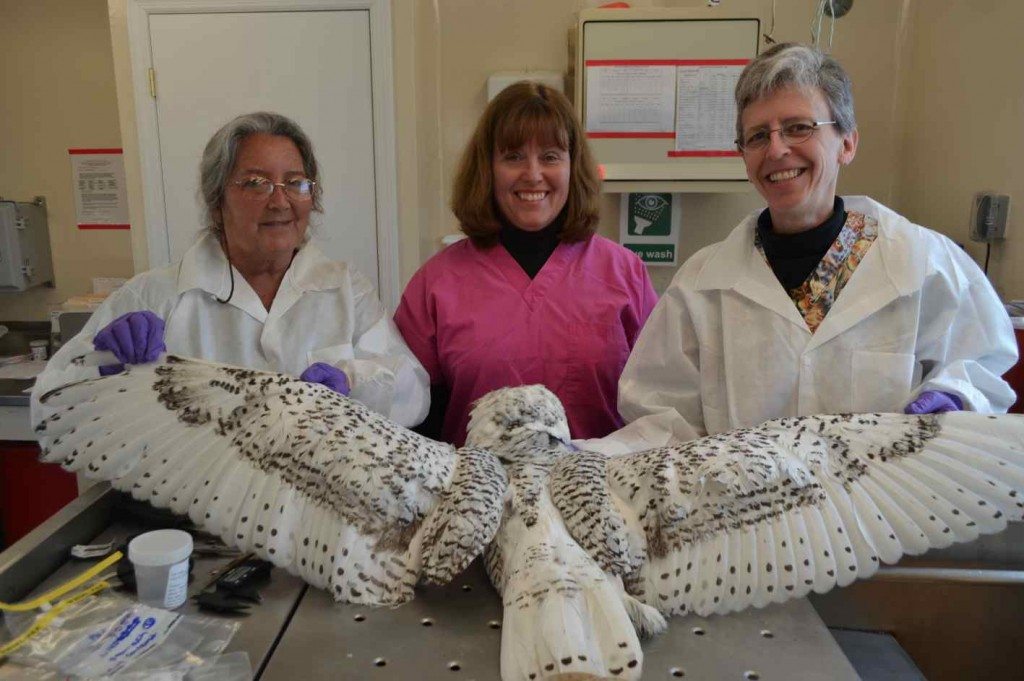 From left, Drs. Cindy Driscoll, Sherrill Davison and Erica Miller prepare to perform a necropsy on a salvaged snowy owl. The SNOWstorm team has conducted such painstaking exams on more than 150 snowy owls found dead, to learn more about the risks they face.