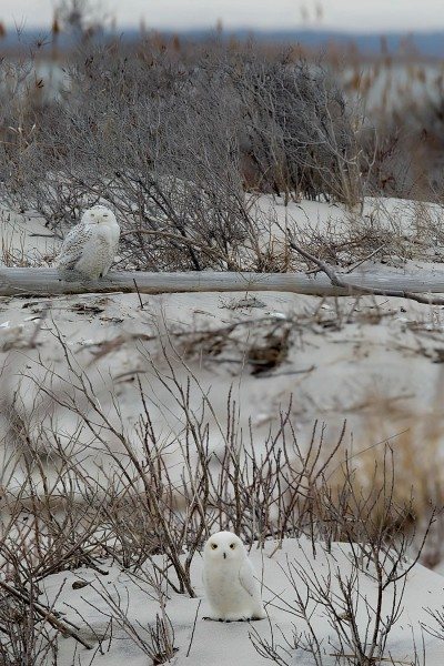 An Unreal snowy owl and a very real one (thanks to the visual magic of a split-field lens). You can get one of these lovely plush birds for a $100 tax-deductible donation to Project SNOWstorm -- if you hurry.