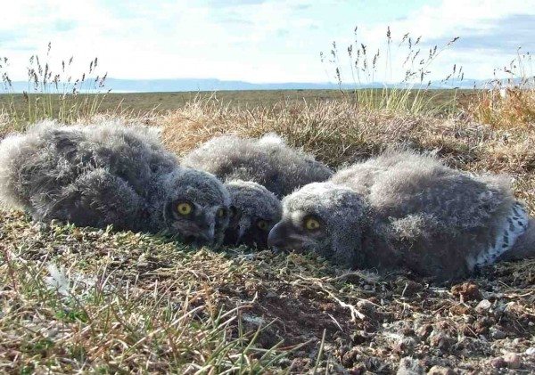 Three snowy owl chicks huddle at their nest on Bylot Island, where SNOWstorm team member Jean-François Therrien works every summer. (©Cassandra Cameron)