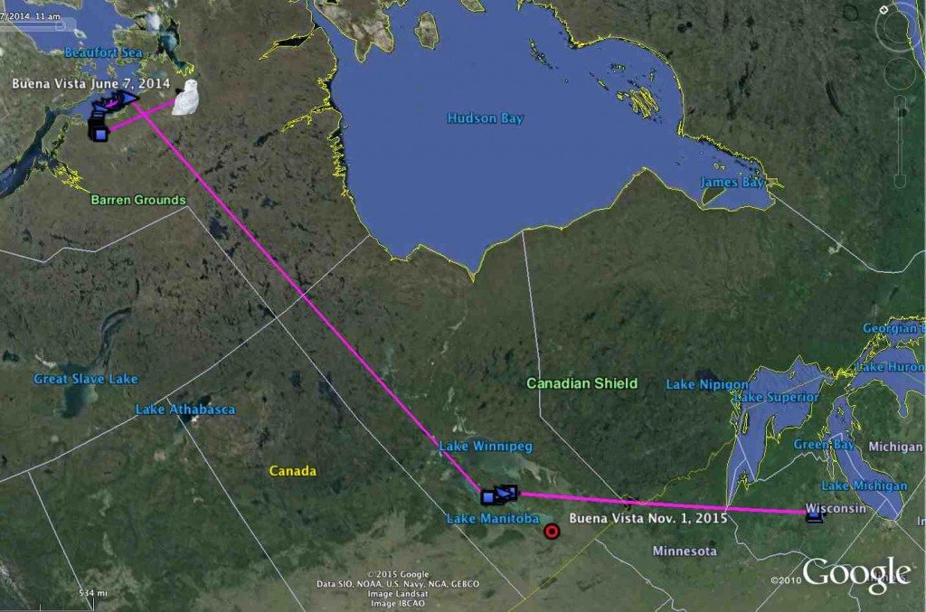 From his tagging point in central Wisconsin, Buena Vista moved first to southern Manitoba, then to northern Nunavut in the early summer of 2014. (©Project SNOWstorm and Google Earth)