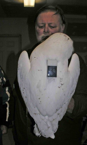 Ready to go; Bob Gallagher, whose home serves as a snowy owl base of operations, hold the newly tagged owl. (©Tom McDonald)