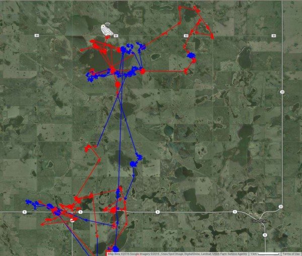 Dakota's been more active in daytime (red on this map, mostly late in the afternoon) than many of our tagged snowies. (©Project SNOWstorm and Google Earth)