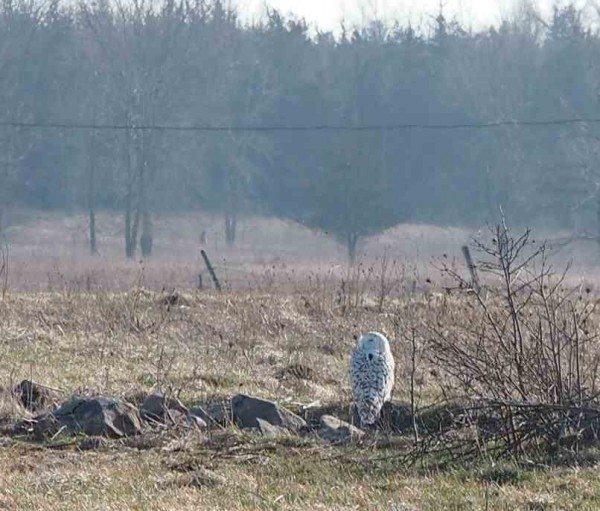 Flanders, hanging out near the north shore of Amherst on Feb. 7, when a number of visiting birders were able to observe her. (©Katusaku)