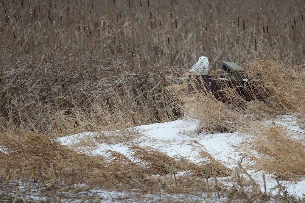 Tucked in among frosty cattails (and with her transmitter hidden among her feathers) Flanders takes a nap on Amherst Island. (©Melissa Groo)