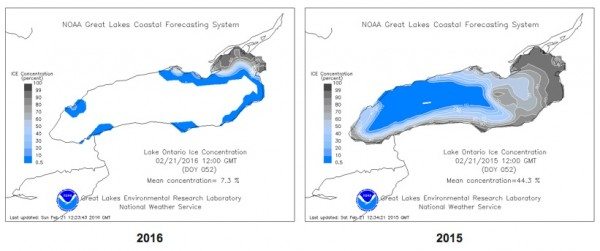 Last winter at this time, almost half of Lake Ontario was under ice. This winter there's far less -- but enough for some of our tagged owls to start using it. (Great Lakes Environmental Research Laboratory National Ice Center) 