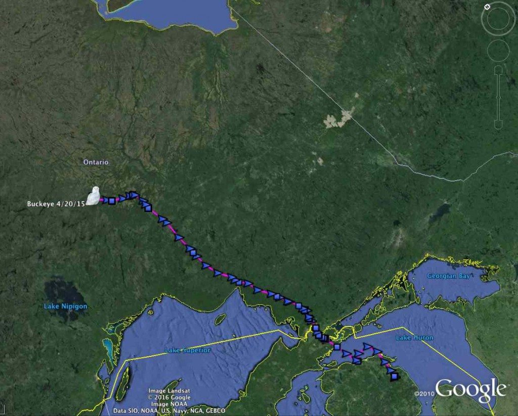 The first section of Buckeye's spring 2015 northbound migration -- we hope to quickly get the rest of her data, showing where and how she spent the past year. (©Project SNOWstorm and Google Earth)