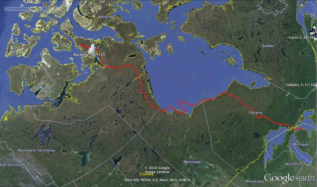 Buckeye's northbound track, from April 15 to July 14, 2015. She's migrated farther north than any other SNOWstorm-tagged owl. (©Project SNOWstorm and Google Earth)