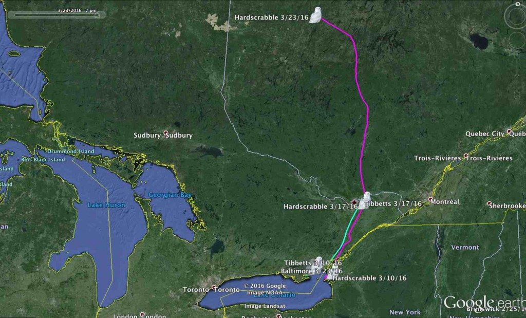 Both Tibbetts and Hardscrabble moved north to the Ottawa River valley last week, and an unexpected transmission from Hardscrabble showed he'd moved well up into western Quebec. (©Prioject SNOWstorm and Google Earth)