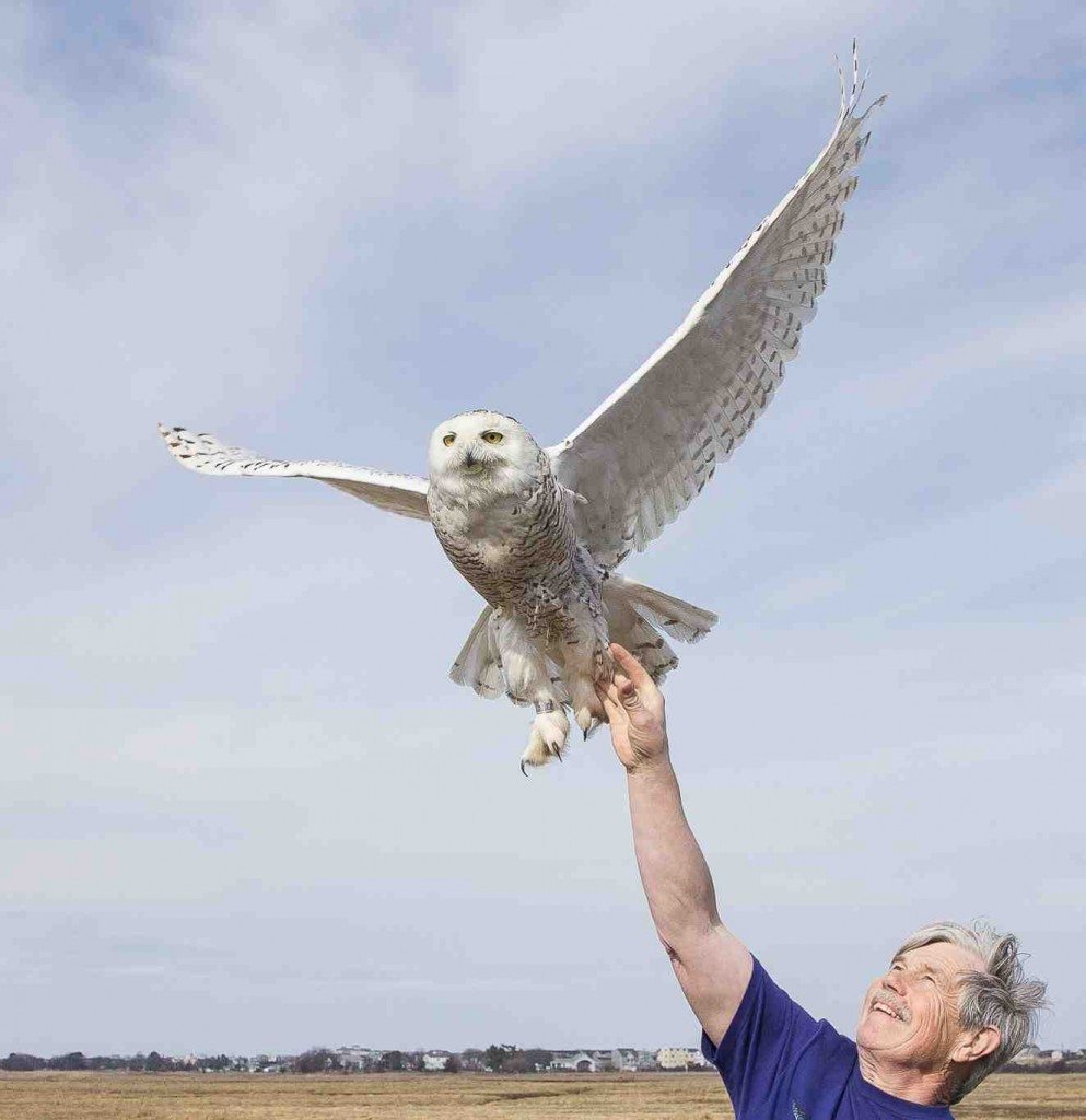 Your contribution today will allow us to continue our groundbreaking work with snowy owls -- and every penny goes directly into the research. (©Raymond MacDonald)
