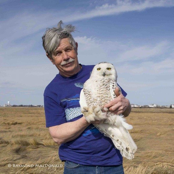 Norman Smith, the director of the Blue Hills Trailside Museum in Milton, Mass., and one of the most experienced snowy owl researchers in the world, was a co-founder of Project SNOWstorm. (©Raymond MacDonald)
