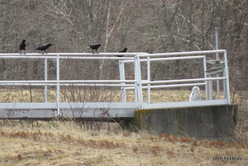 Annoying locals; a group of American crows mobs Casco. (©Josh Fecteau)
