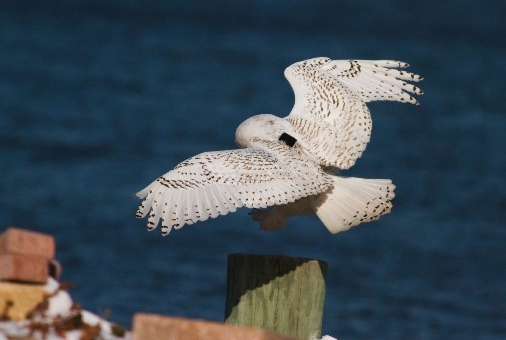 Sporting a prototype GPS/GSM transmitter, Assateague comes in for a landing in December, 2013 -- the first owl that Project SNOWstorm tracked. (©Bob Fogg)