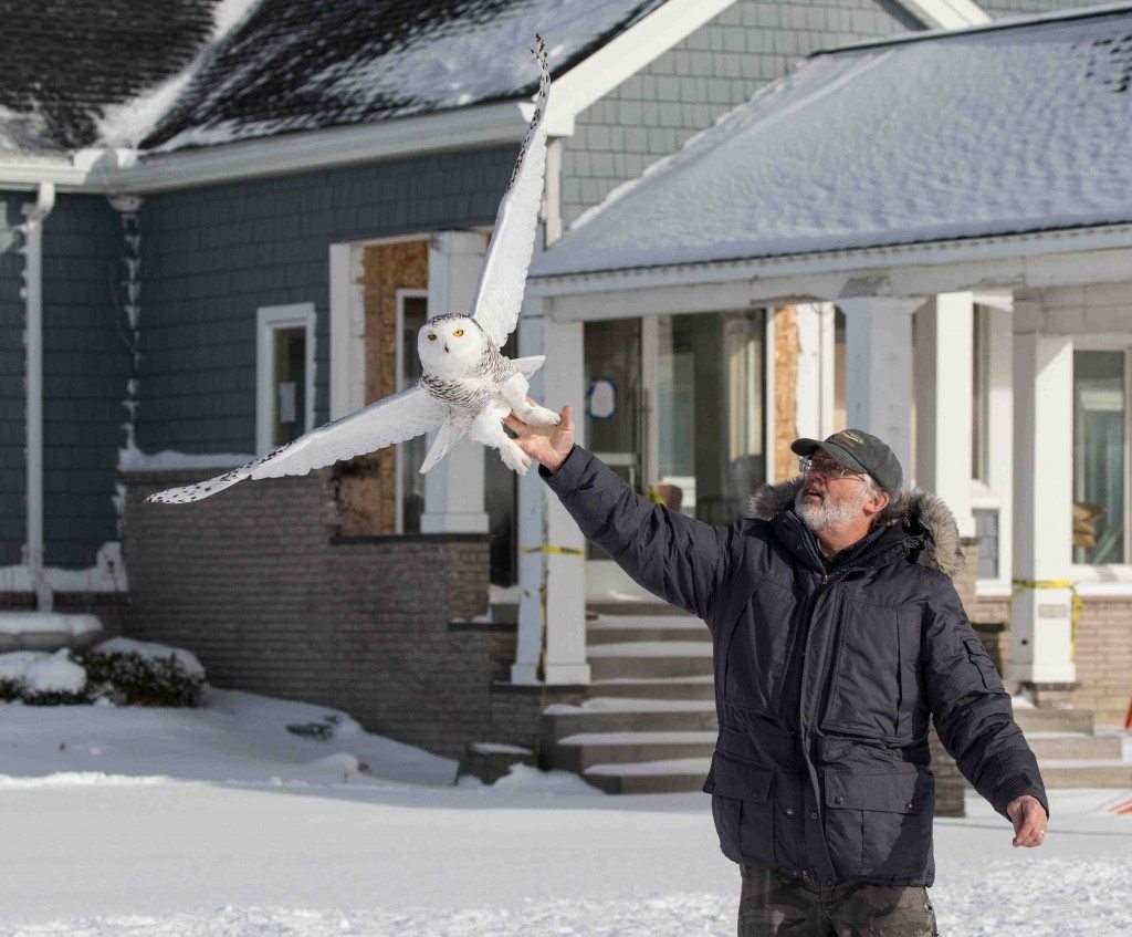 Tom McDonald releases a young male snowy owl, captured Dec. 16 just west of Rochester, NY. (©Aaron Winters)