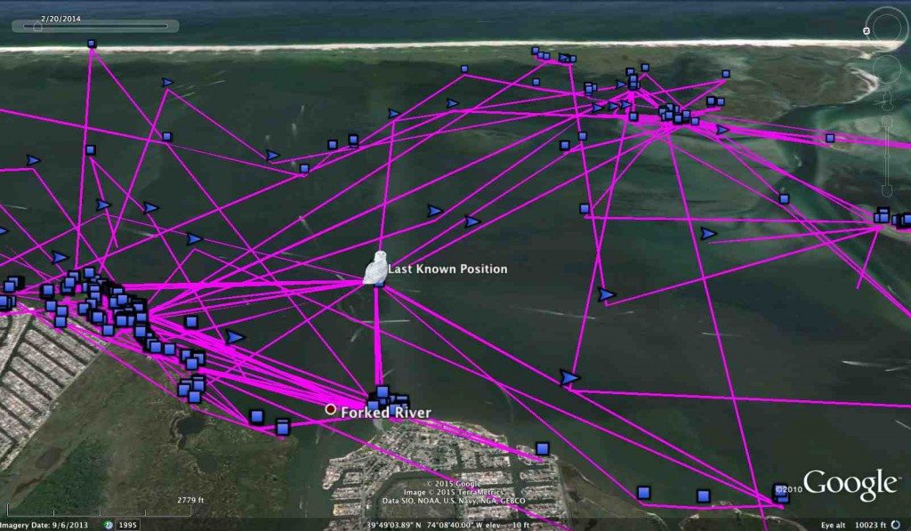 Telemetry data shows how a snowy owl wintering on the New Jersey coast hunts mostly over open water -- including using a channel marker in the middle of the bay as a hunting perch. (©Project SNOWstorm and Google Earth)