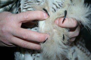 the 'hairy' foot of the snowy owl, free of burrs