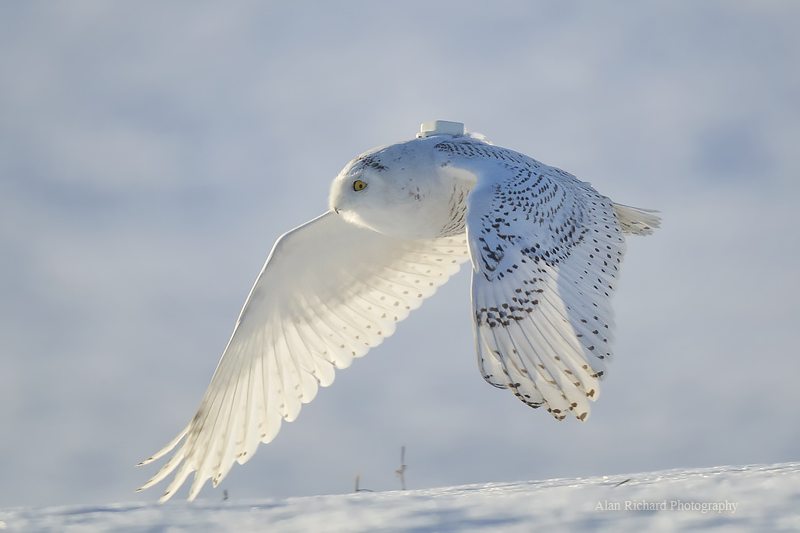 Amishtown, one of the 22 snowy owls we tagged last winter, on a snowy morning in Lancaster County, Pa. (©Alan Richard)