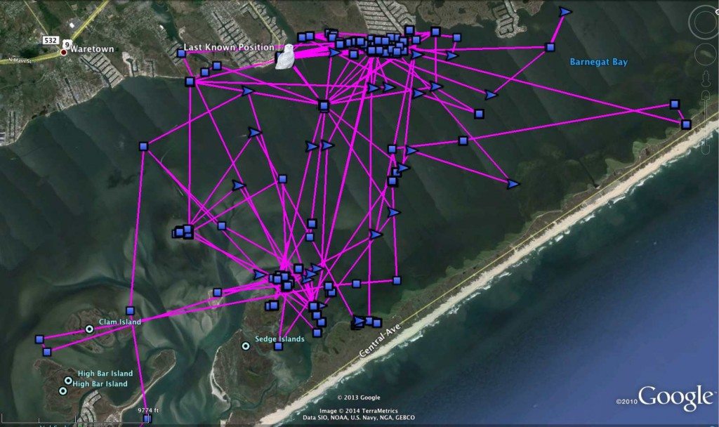 Assateague's nighttime tracks, crisscrossing Barnegat Bay over the past two months. (©Project SNOWstorm)