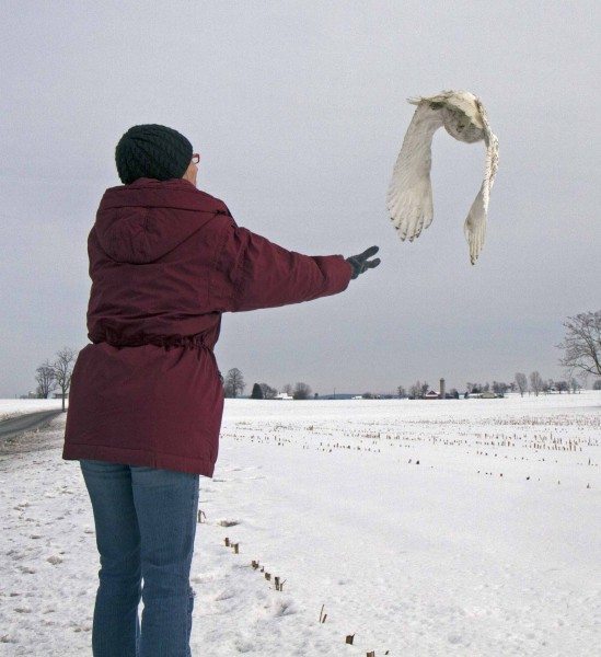 New Holland gets another snowy owl. (©Scott Weidensaul)