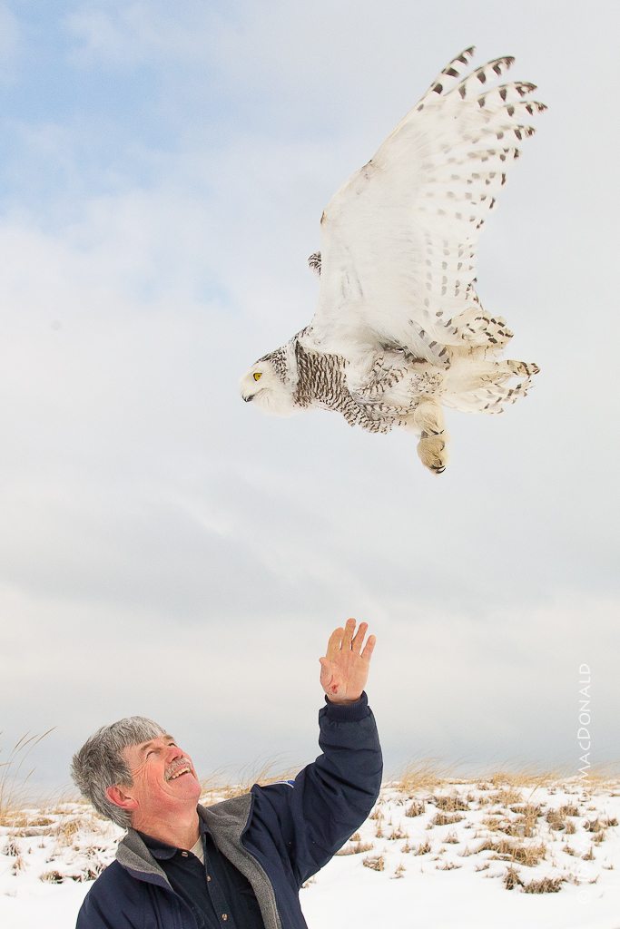 Norman Smith releasing Sandy Neck on Cape Cod, in February. (©Raymond MacDonald)