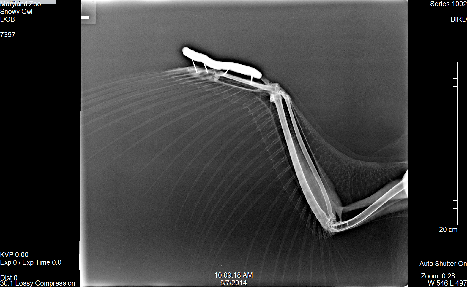 x-ray of Delaware's wing showing pins and fixator that held the damaged bones in place