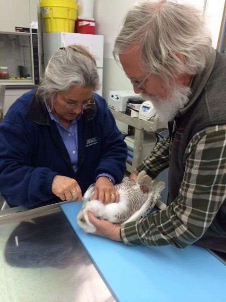Dr. Cindy Driscoll and SNOWstorm co-founder Dave Brinker work with a live snowy owl in Cindy's lab in Maryland.