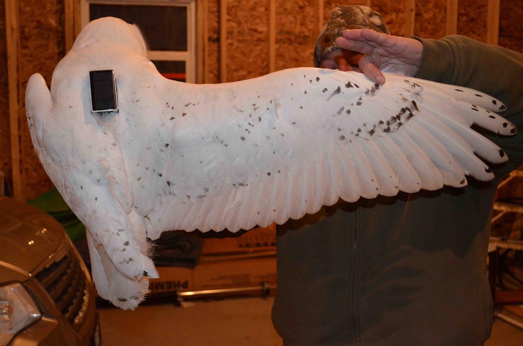 Tom McDonald shows the striking plumage of Chaumont, an adult male snowy owl Tom tagged near the upstate New York town of the same name (©Tom McDonald)
