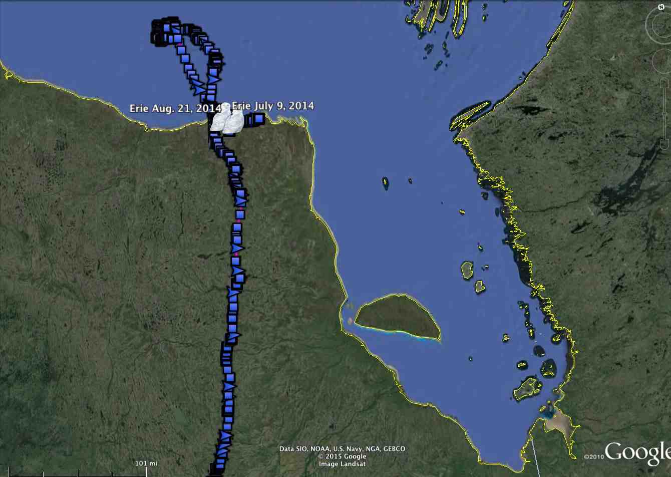 Unlike Millcreek and Century, Erie moved up the west side of James Bay last spring, and spent the summer along (and on) the southern edge of Hudson Bay. (©Project SNOWstorm and Google Earth)