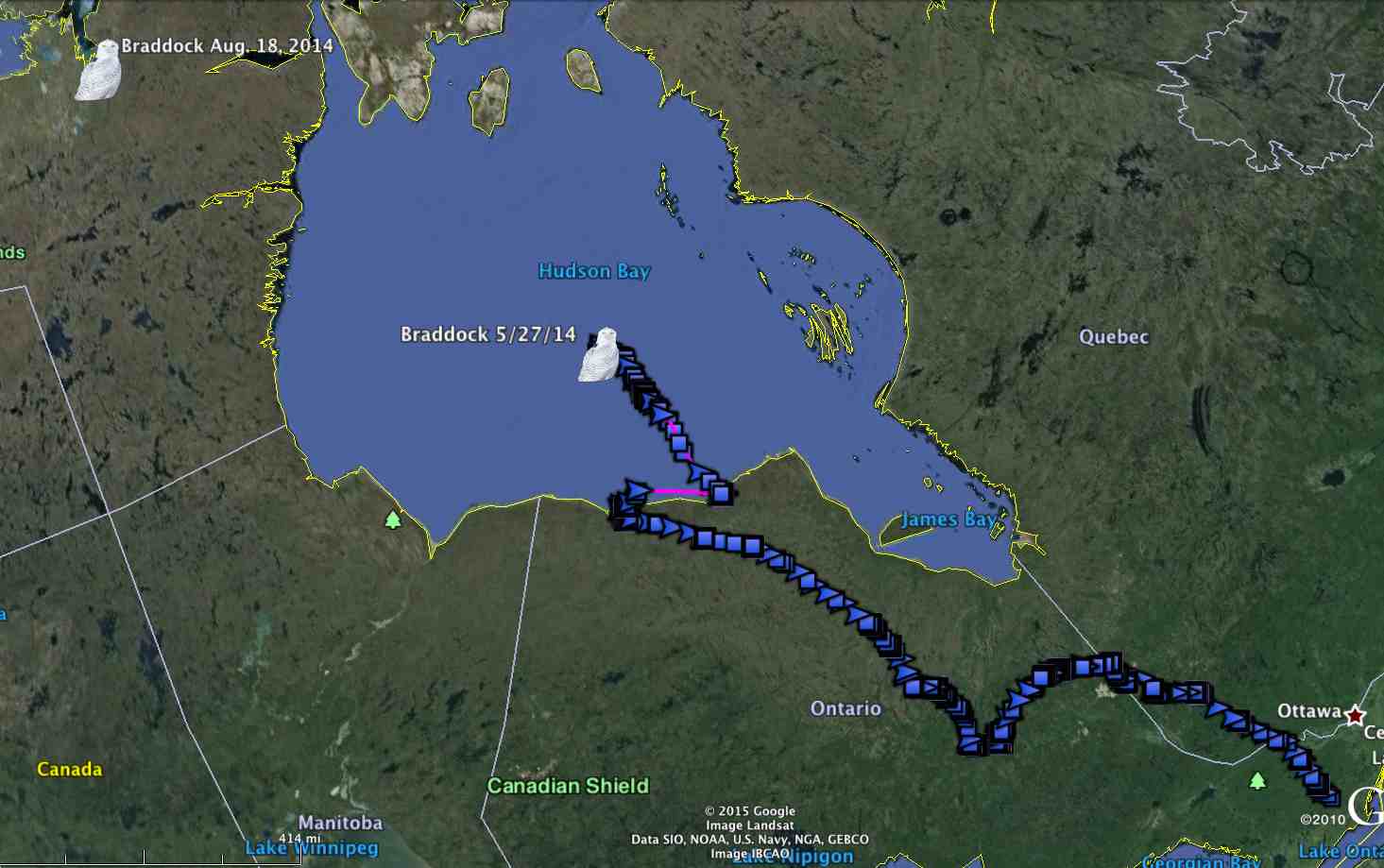 Braddock, the latest of the 2013-14 class of snowy owls to reappear was ice-riding on his way to northern Nunavut last summer. (©Project SNOWstorm and Google Earth)