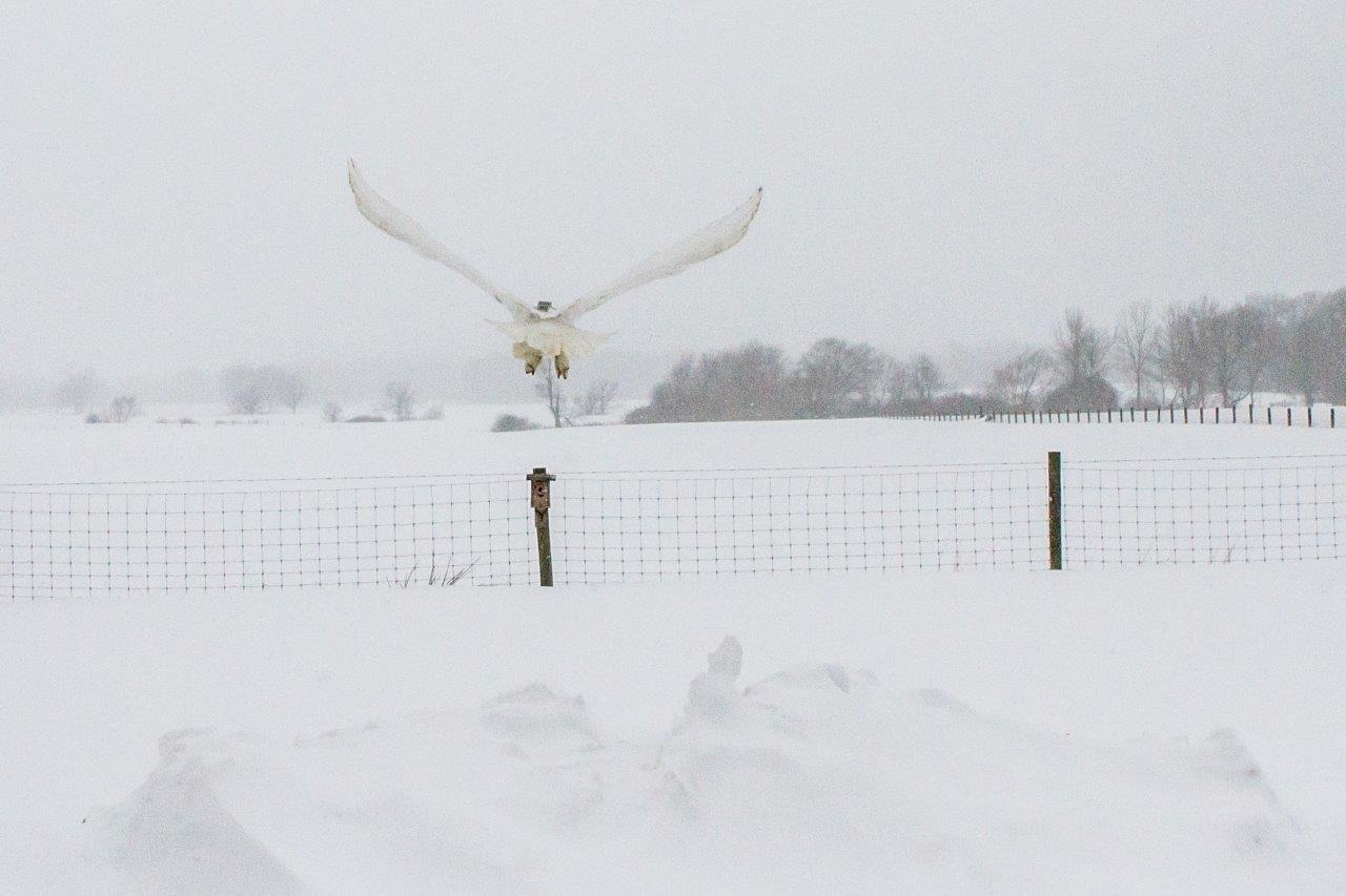 Geneseo heads back to the snowy fields of upstate New York with his new GPS/GSM transmitter already tracking his movements. (©Laurie Dirkx)
