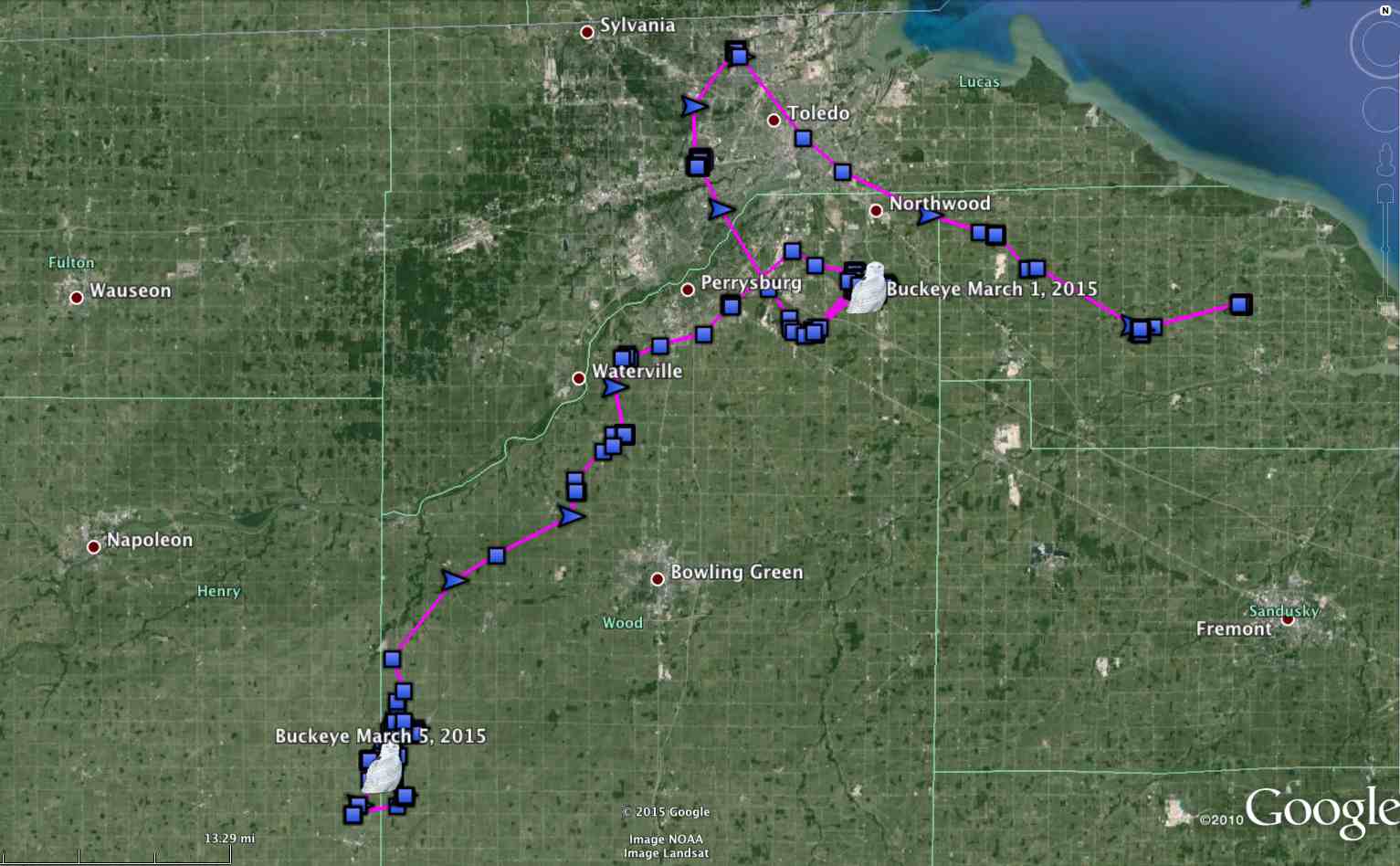 Buckeye's movements since her release Feb. 15 -- including a very welcome departure from a regional airport. (©Project SNOWstorm and Google Earth)