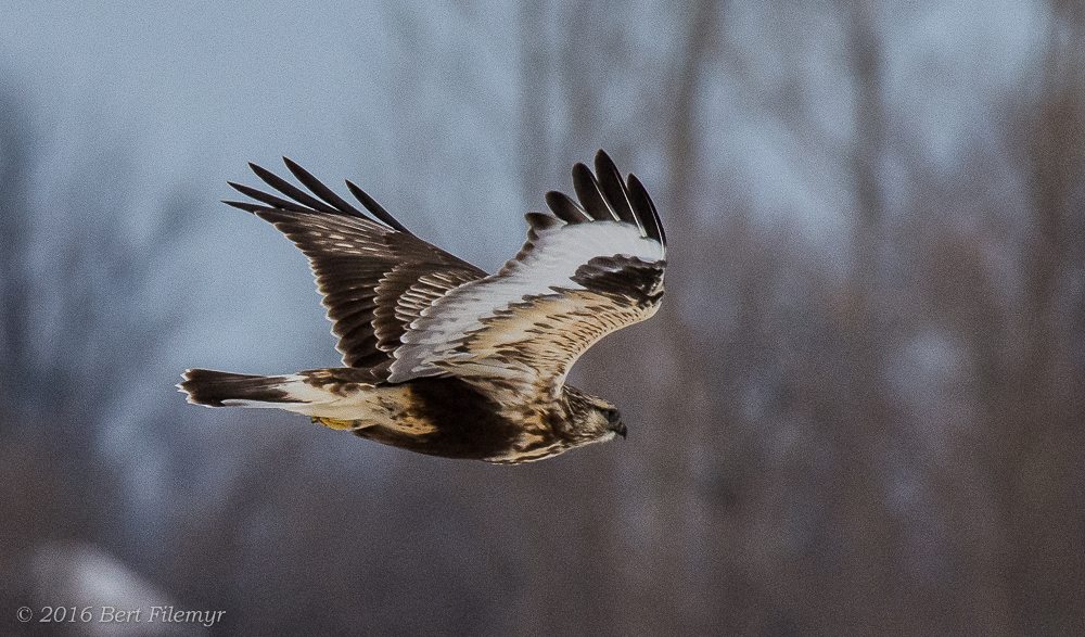 One of dozens of rough-legged hawks that (along with snowy owls, harriers and other raptors) have been preying on the abundant meadow voles on Amherts Island this winter. (©Bert Filemyr)