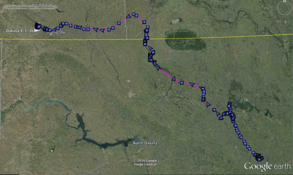 Across North Dakota, a corner of Manitoba and into southern Saskatchewan -- Dakota's movements over the past month or so. (©Project SNOWstorm and Google Earth)
