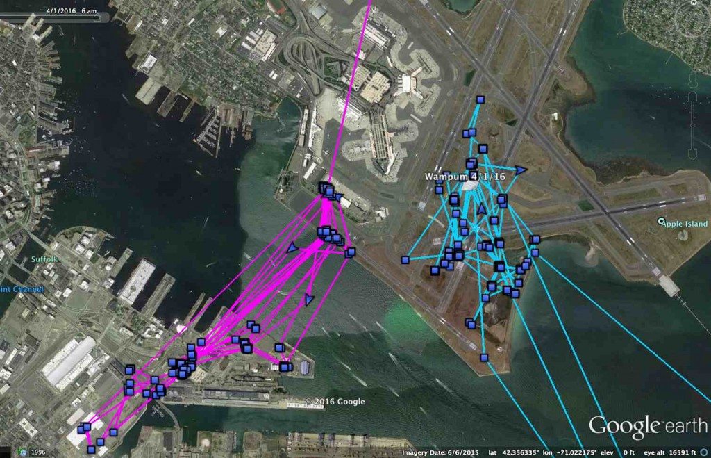 Purple tracks mark Salisbury's movements near Logan until he headed north March 27, while Wampum (blue) is hunting birds in the middle of Logan's busy runways. (©Project SNOWstorm and Google Earth)