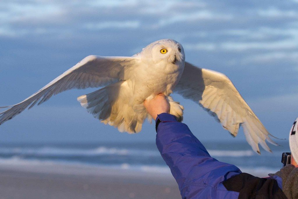 Baltimore in February 2015, newly tagged and about to be released on the Maryland coast. (©Chris Hudson)