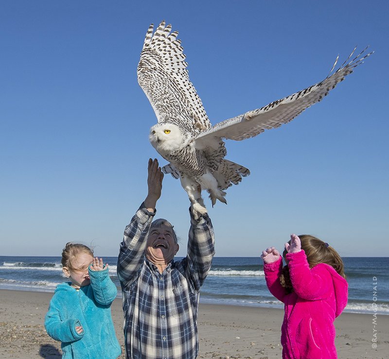 With his granddaughters Gabby and Alexa by his side, Norman Smith releases a banded snowy owl relocated from Logan Airport in Boston. (©Ray-MacDonald.com )