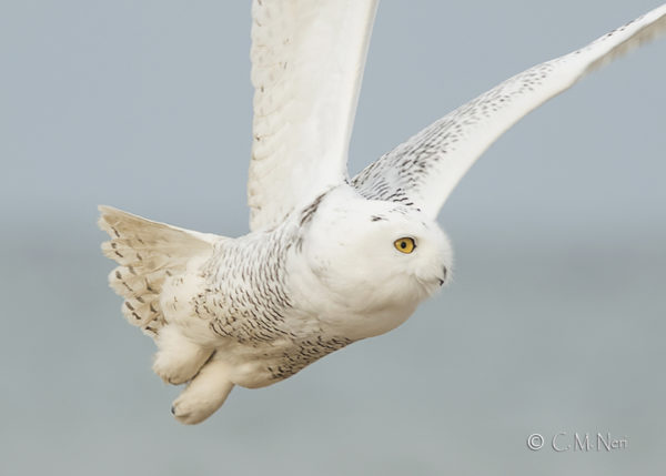 Fly or Die IO - Snowy Owl Fail  Fly or Die IO - Snowy Owl Fail Jumping  back into Fly or Die IO for another round of crazy flying shenanigans. We
