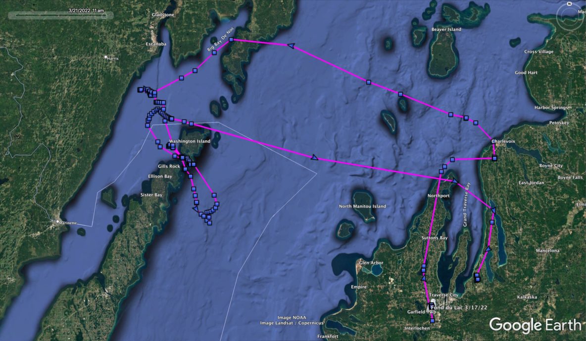 Robin migrates 140 miles over North Sea in just four hours, under